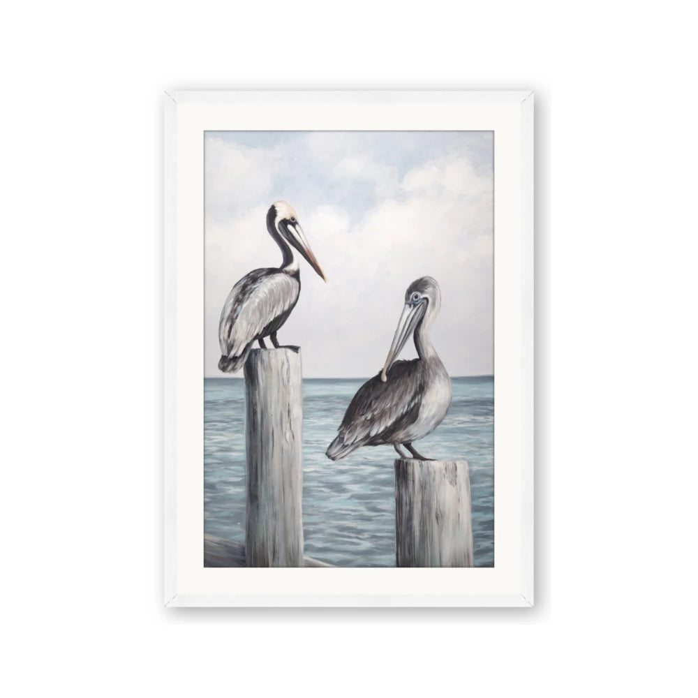 Observing Pelicans