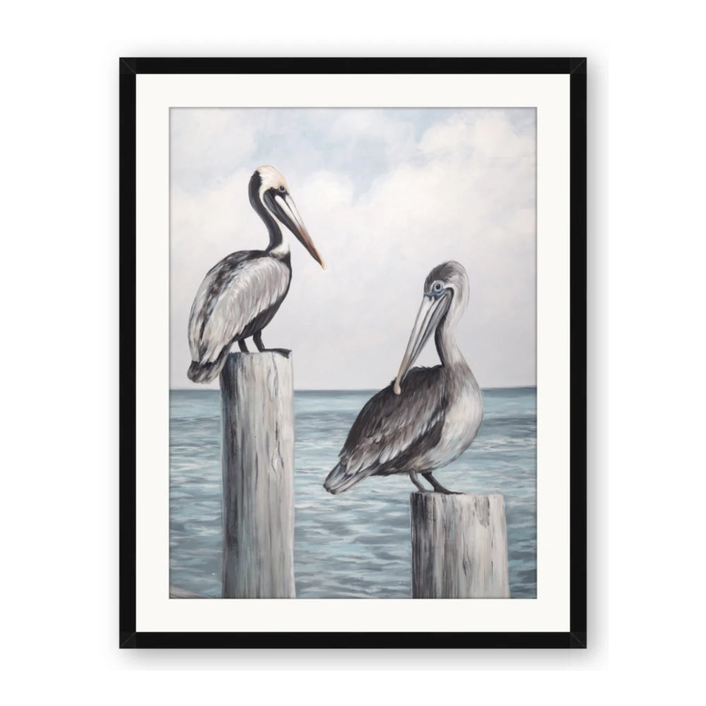 Observing Pelicans