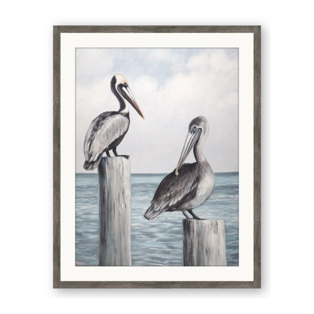 Observing Pelicans