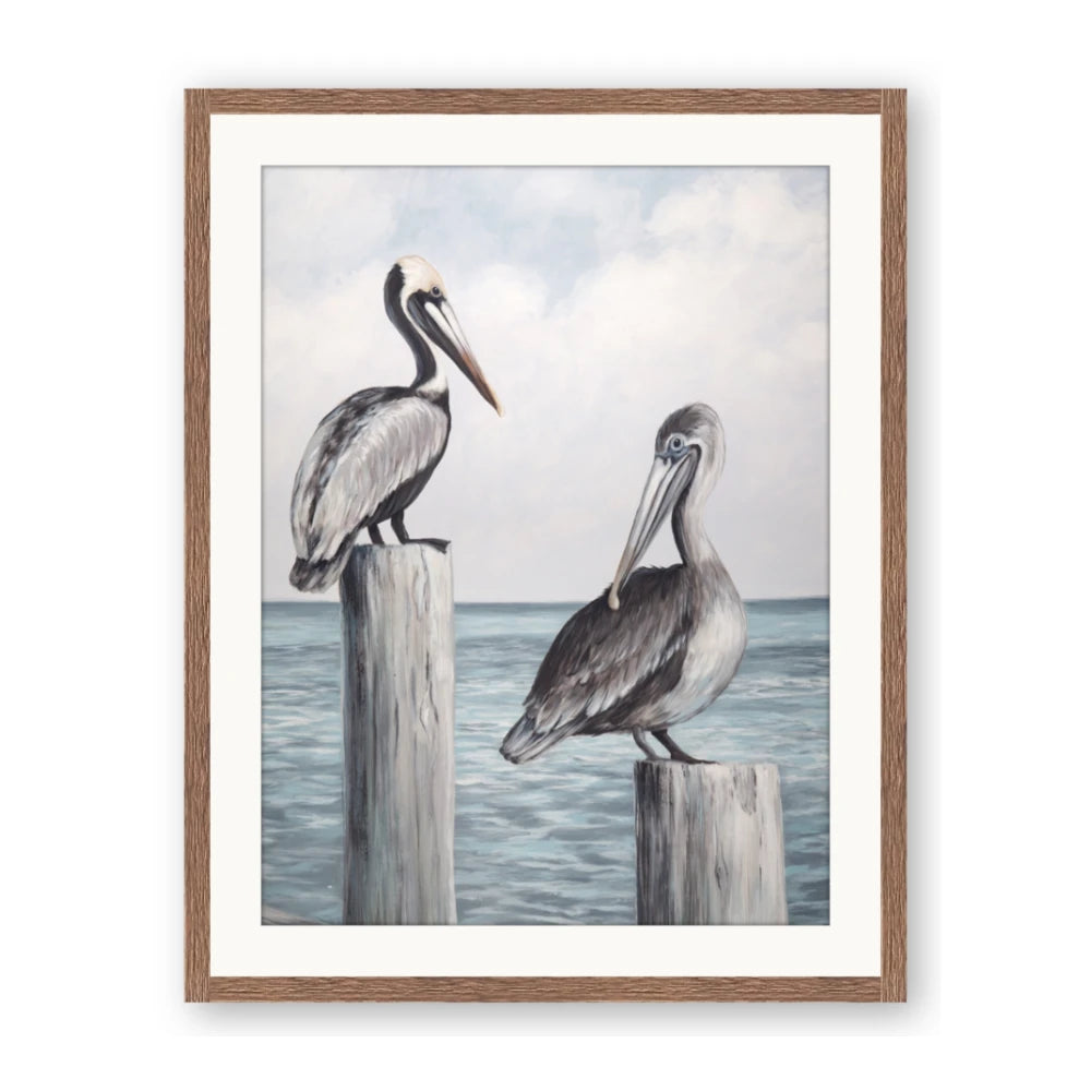 Observing Pelicans
