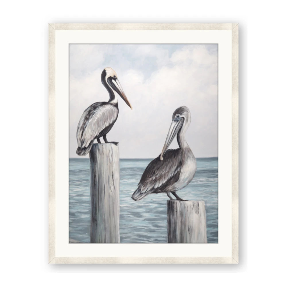 Observing Pelicans
