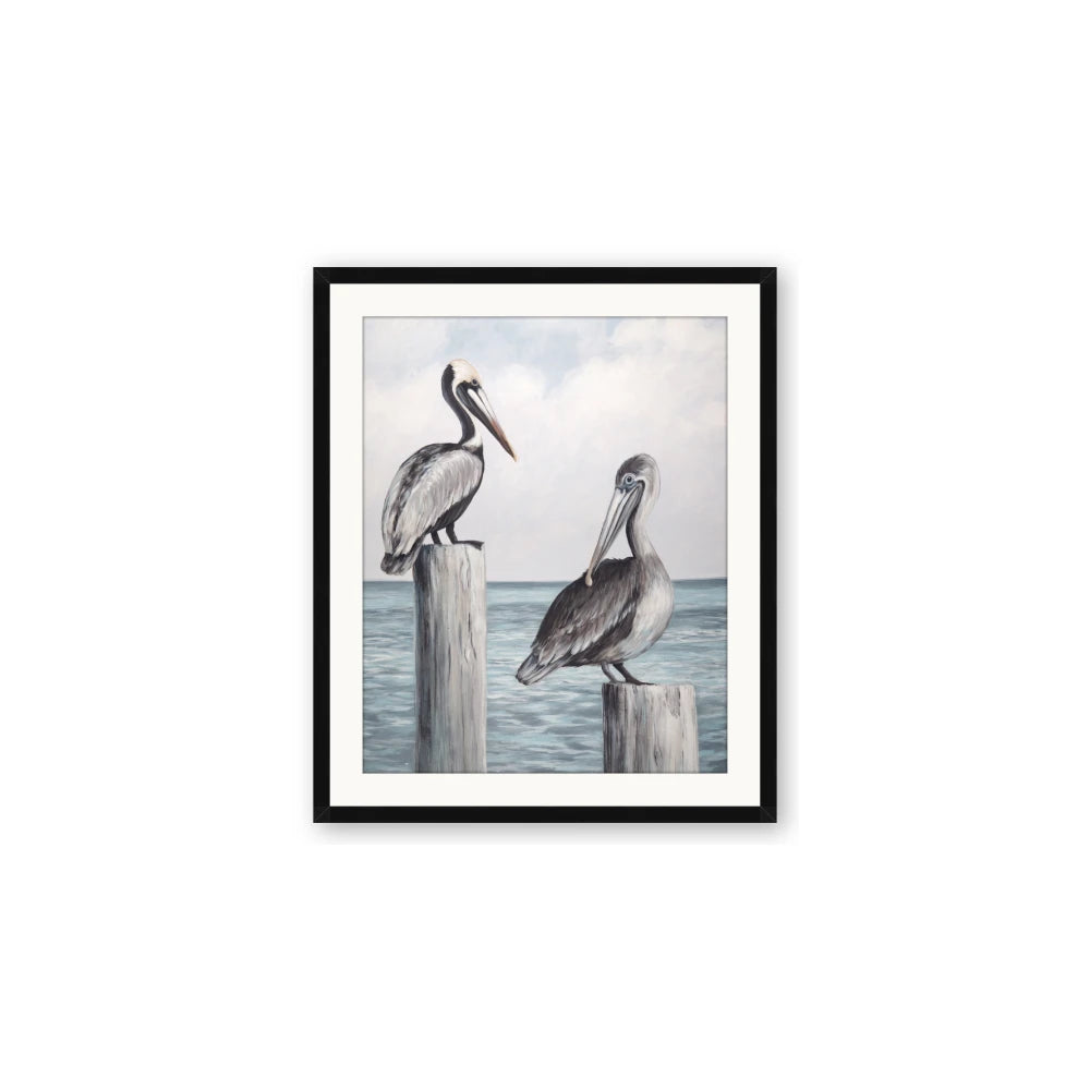 Observing Pelicans