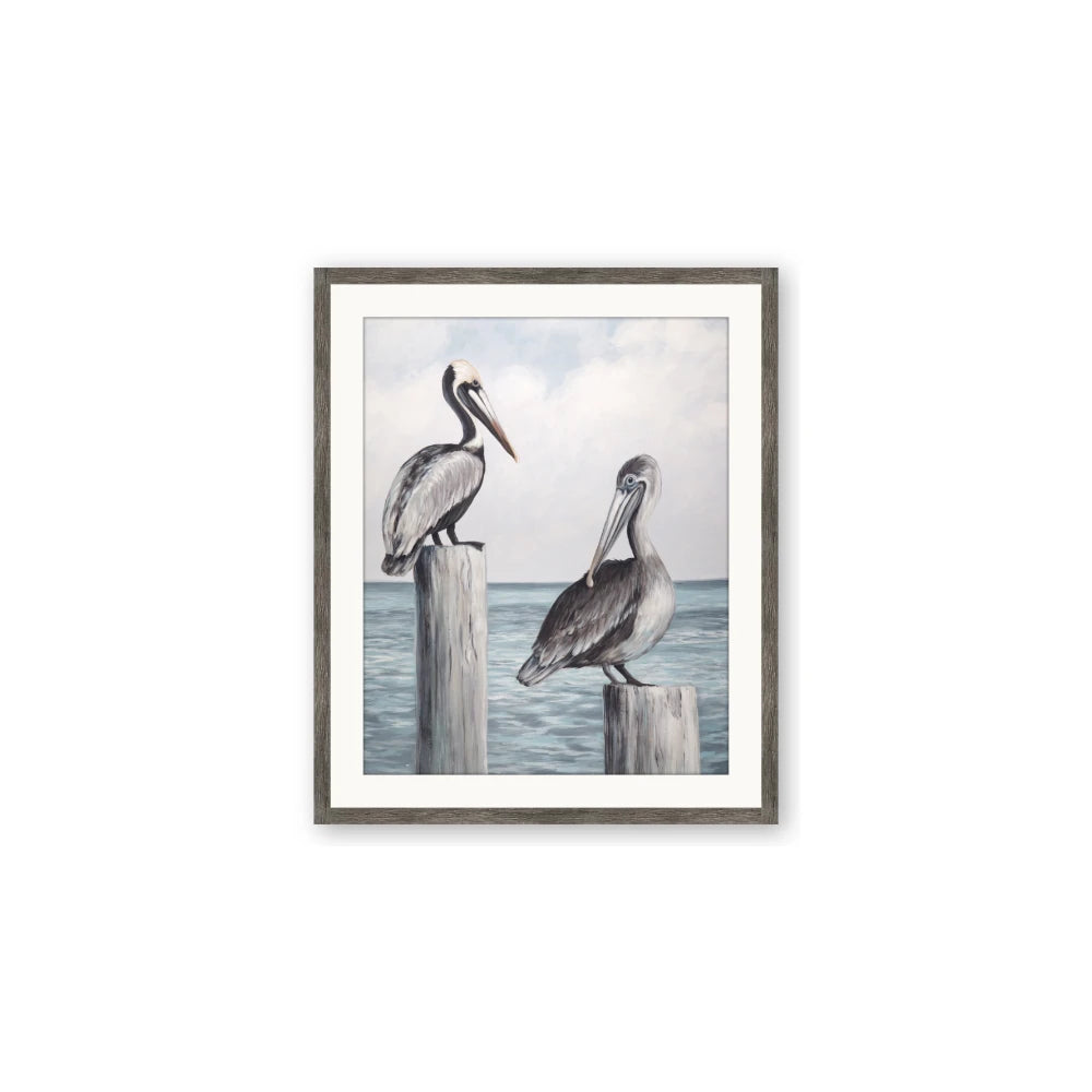 Observing Pelicans