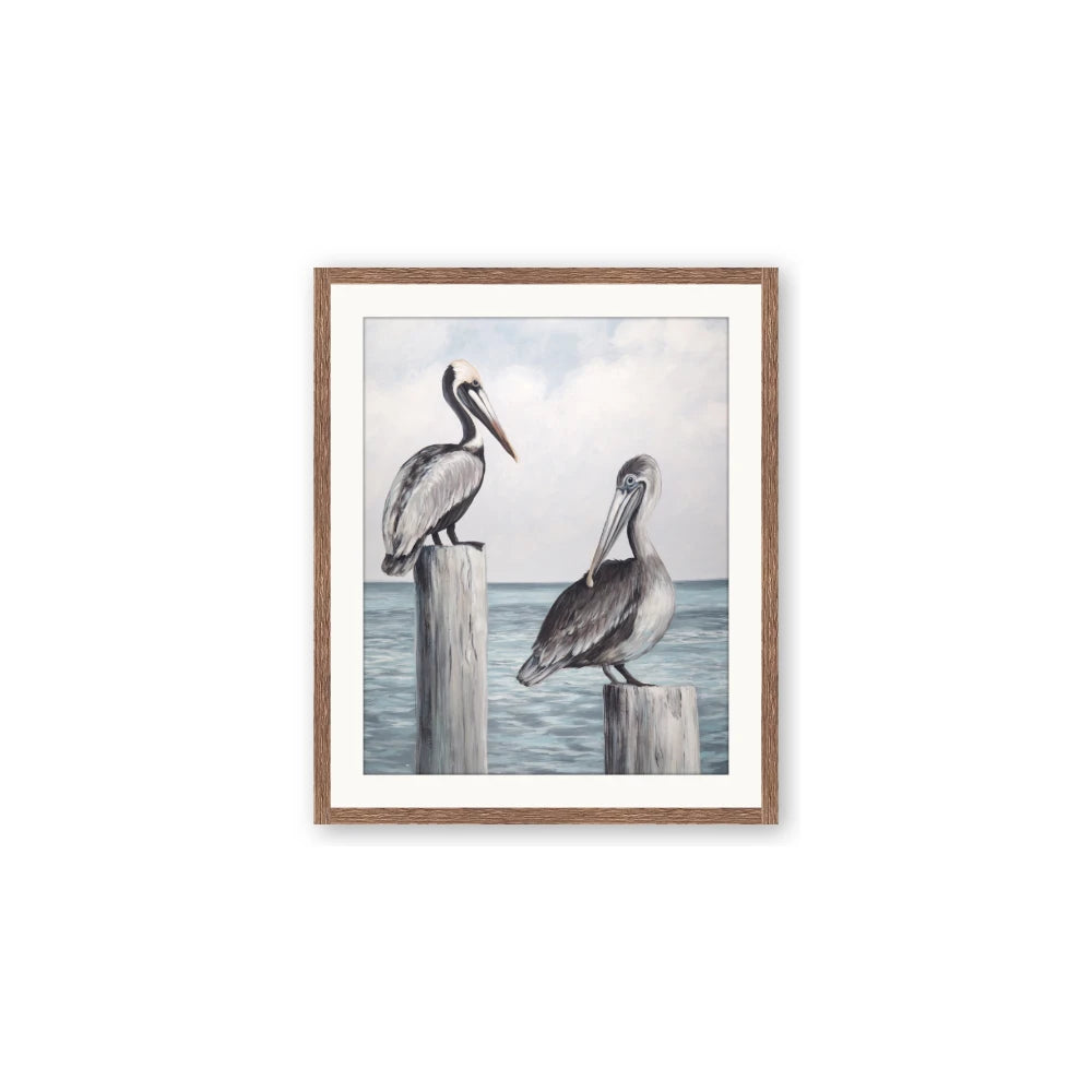 Observing Pelicans
