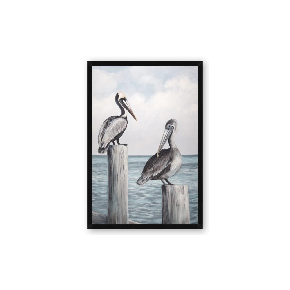 Observing Pelicans