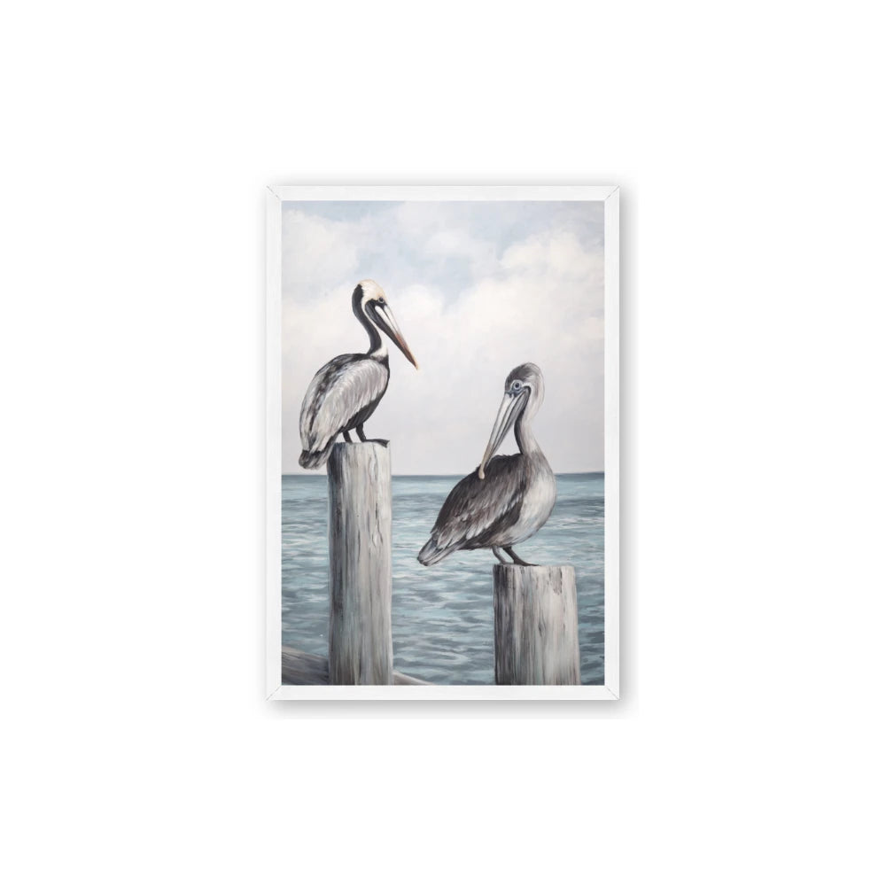 Observing Pelicans