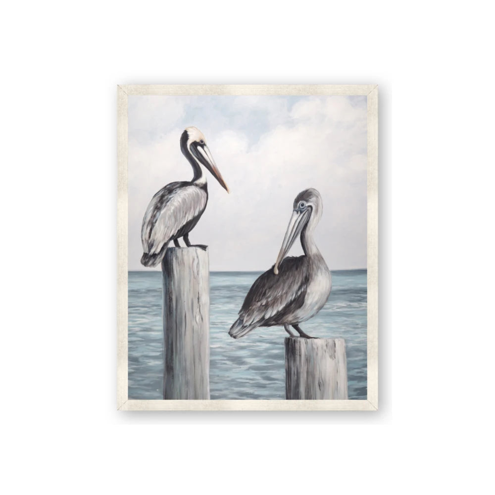Observing Pelicans