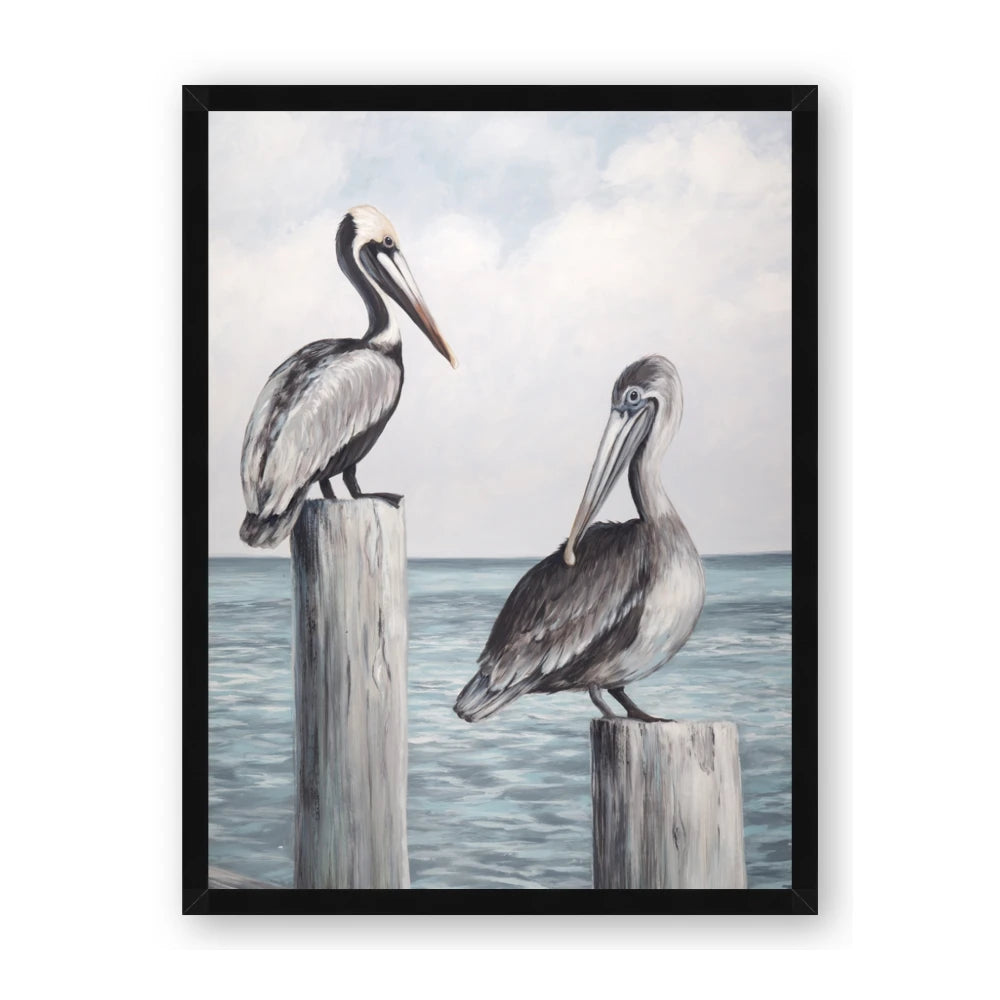 Observing Pelicans