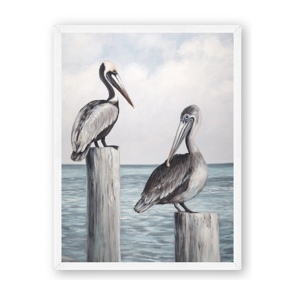 Observing Pelicans