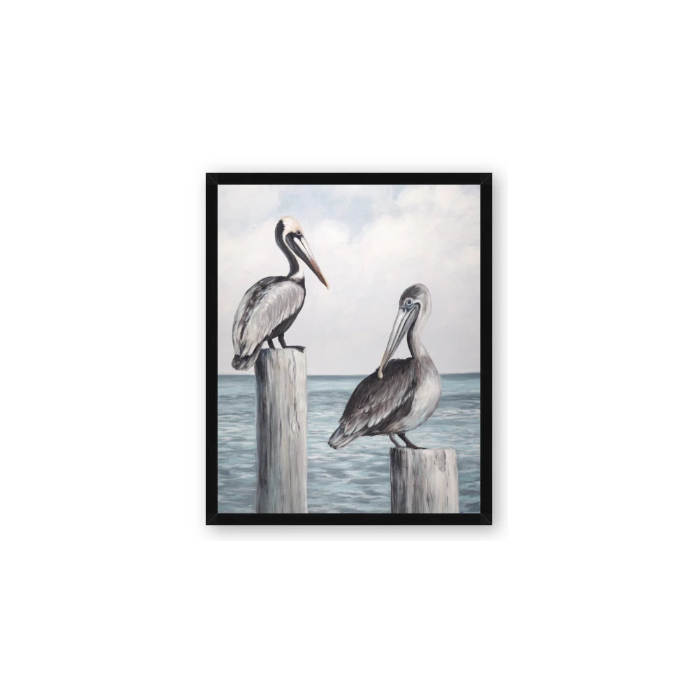 Observing Pelicans