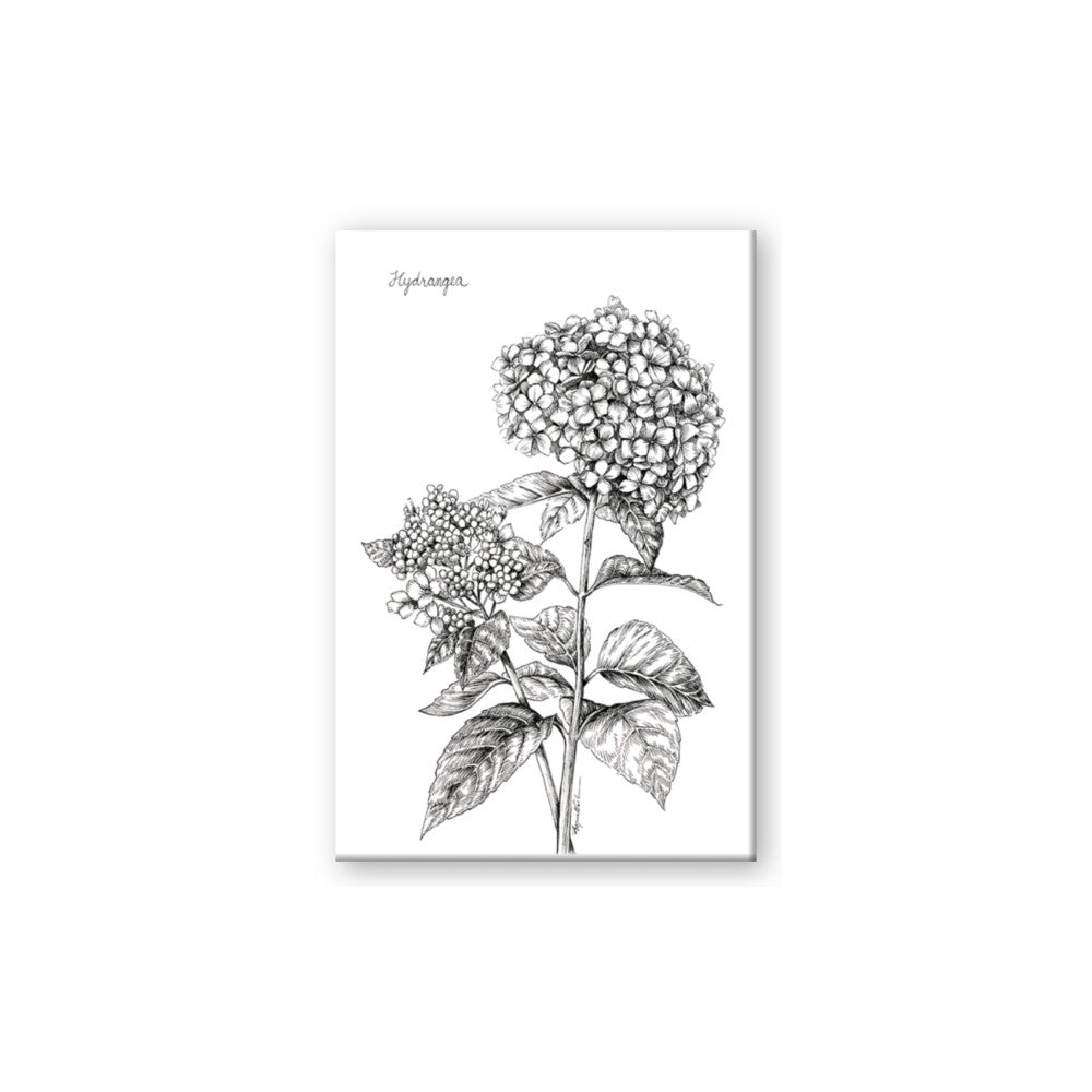 Hydrangea Sketch