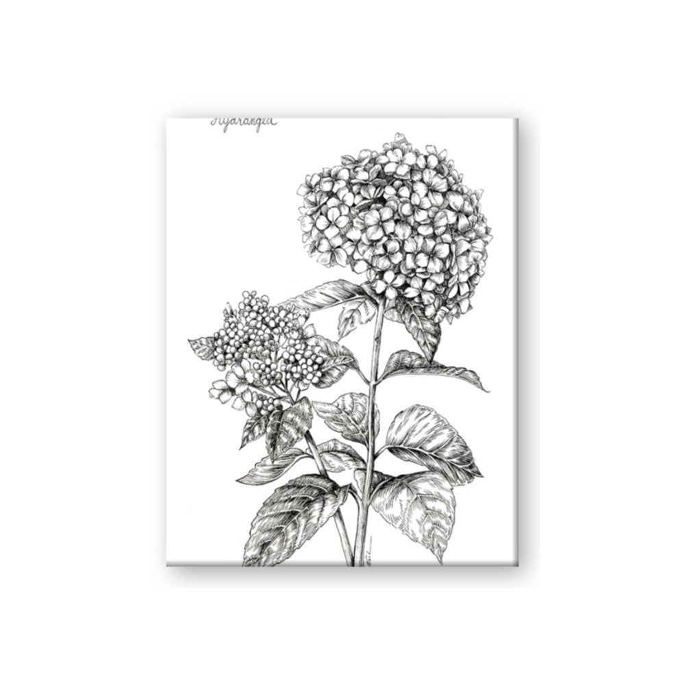 Hydrangea Sketch