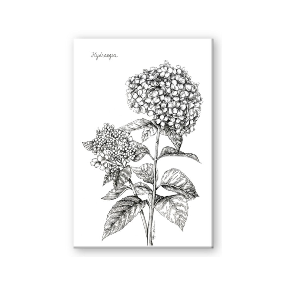 Hydrangea Sketch