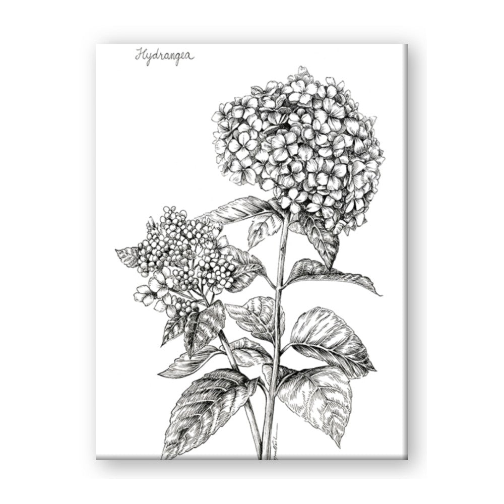 Hydrangea Sketch