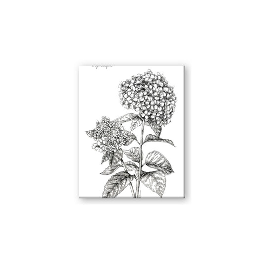 Hydrangea Sketch