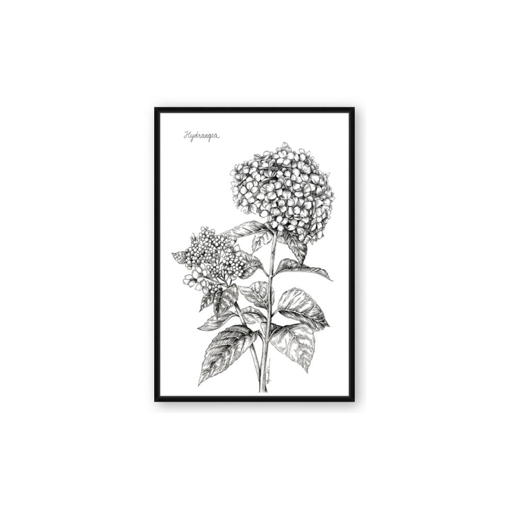 Hydrangea Sketch