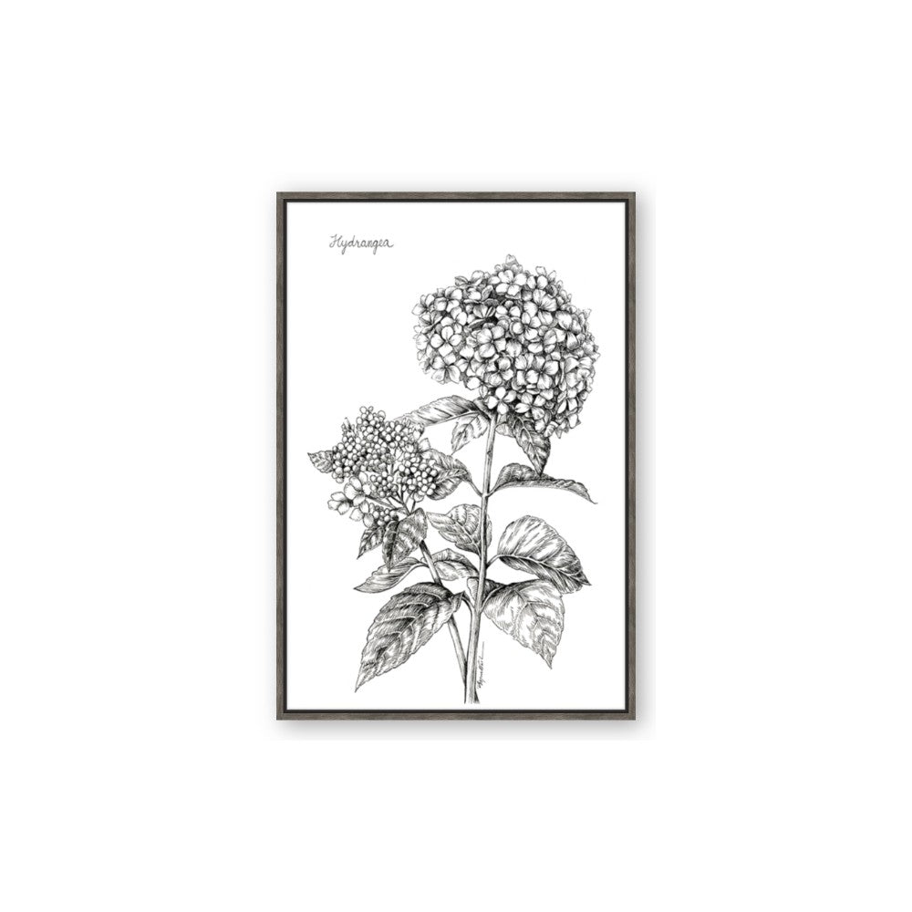 Hydrangea Sketch