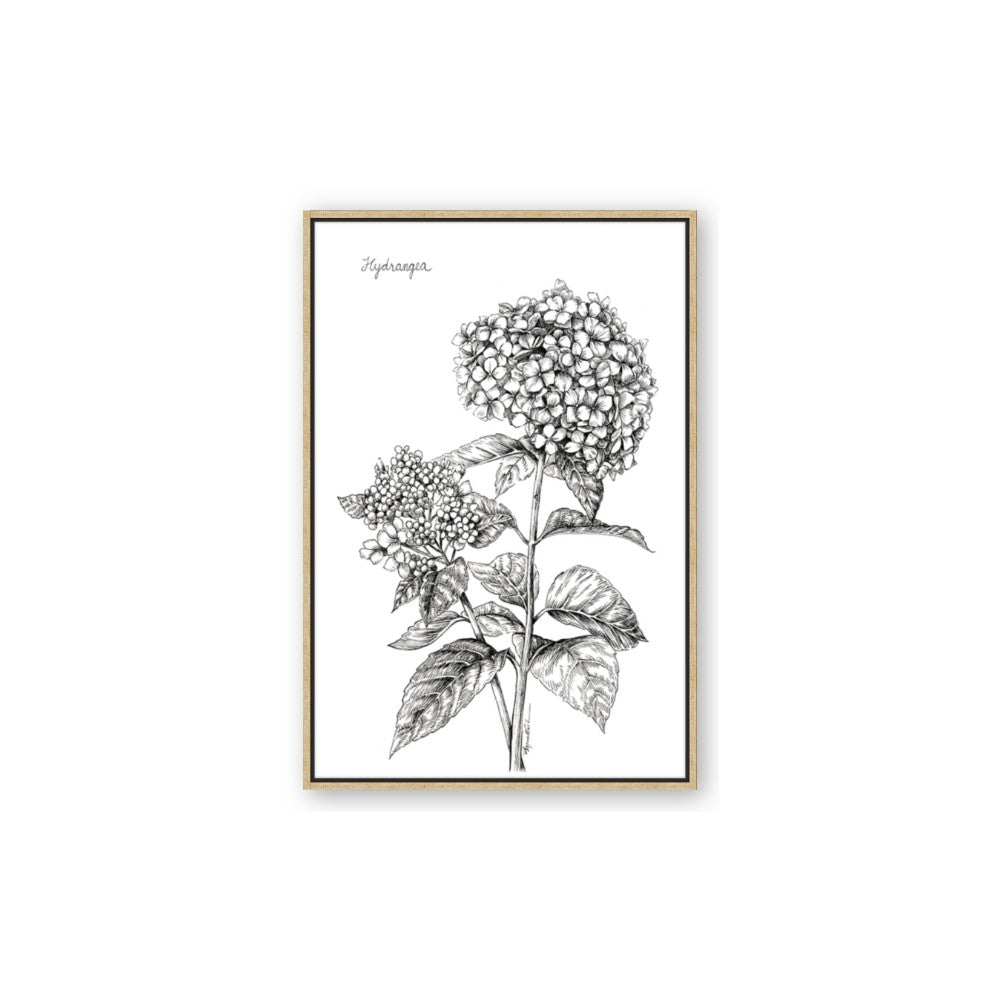 Hydrangea Sketch