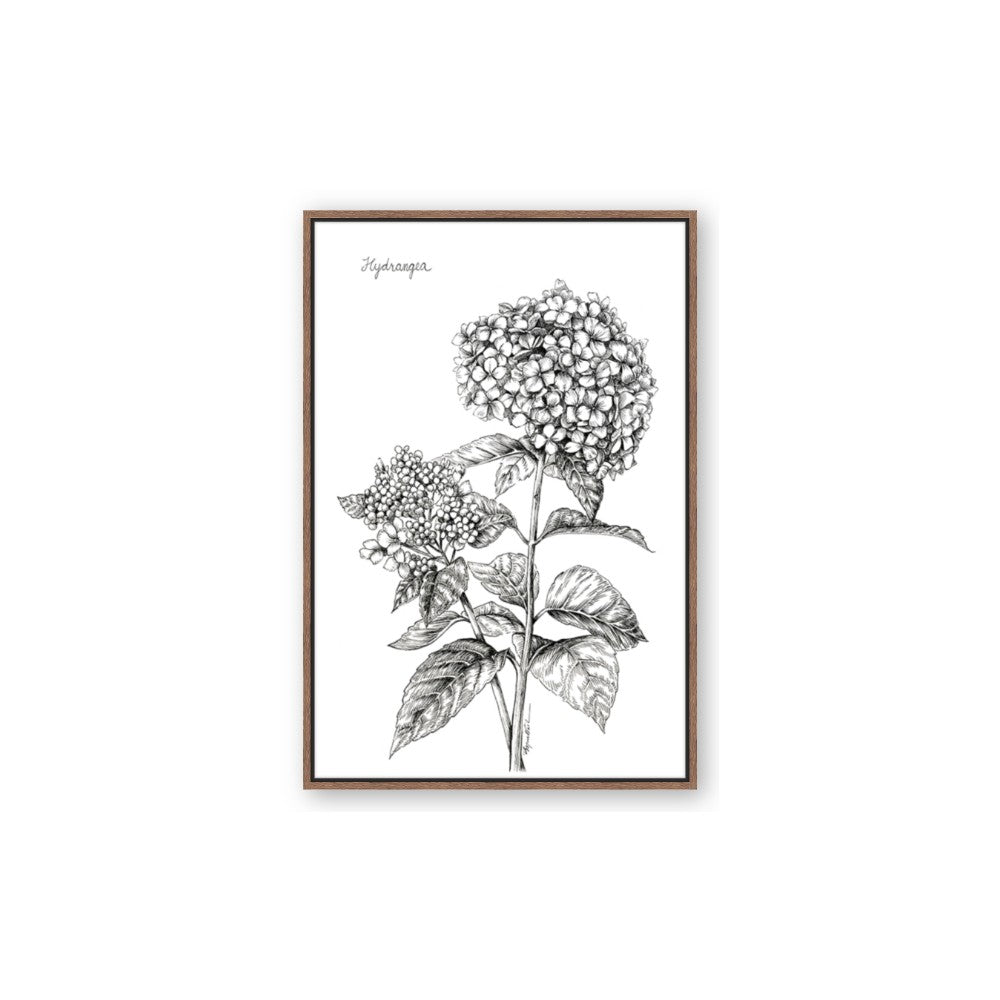 Hydrangea Sketch