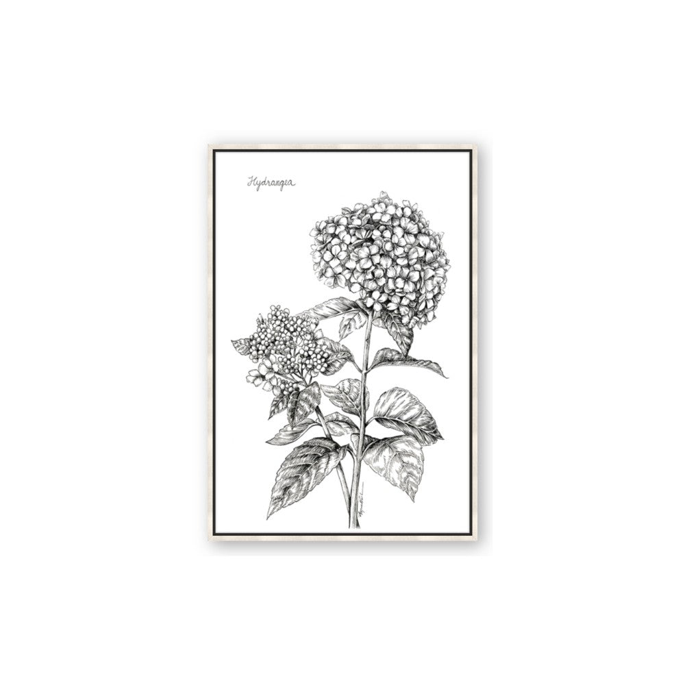 Hydrangea Sketch