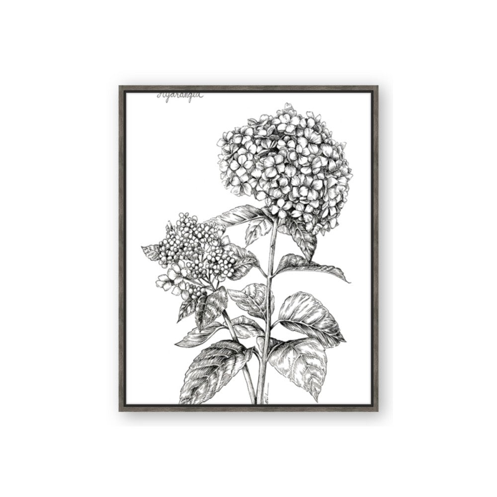 Hydrangea Sketch