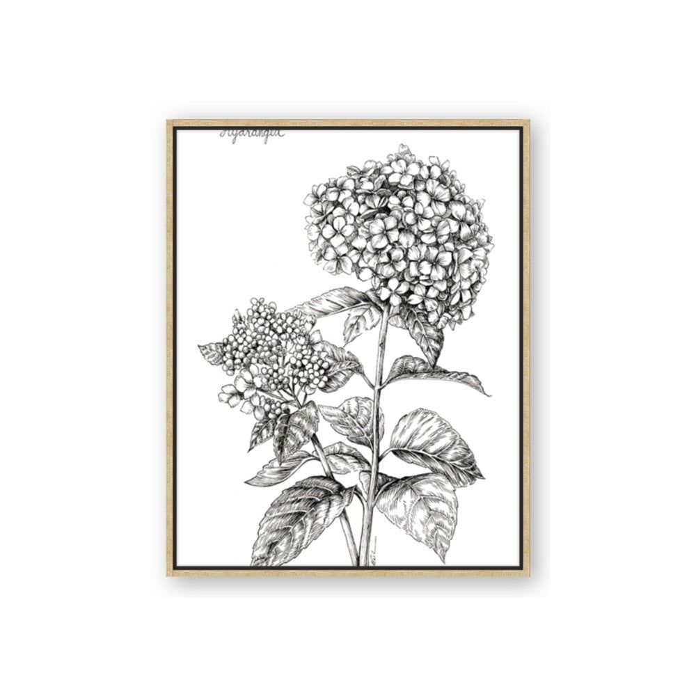 Hydrangea Sketch