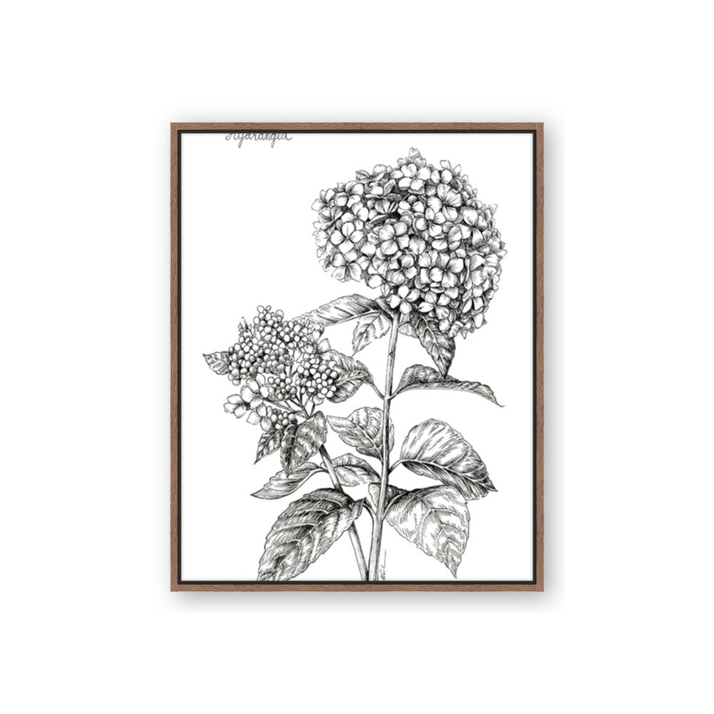 Hydrangea Sketch