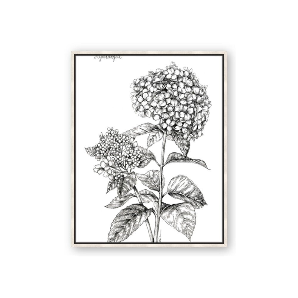 Hydrangea Sketch