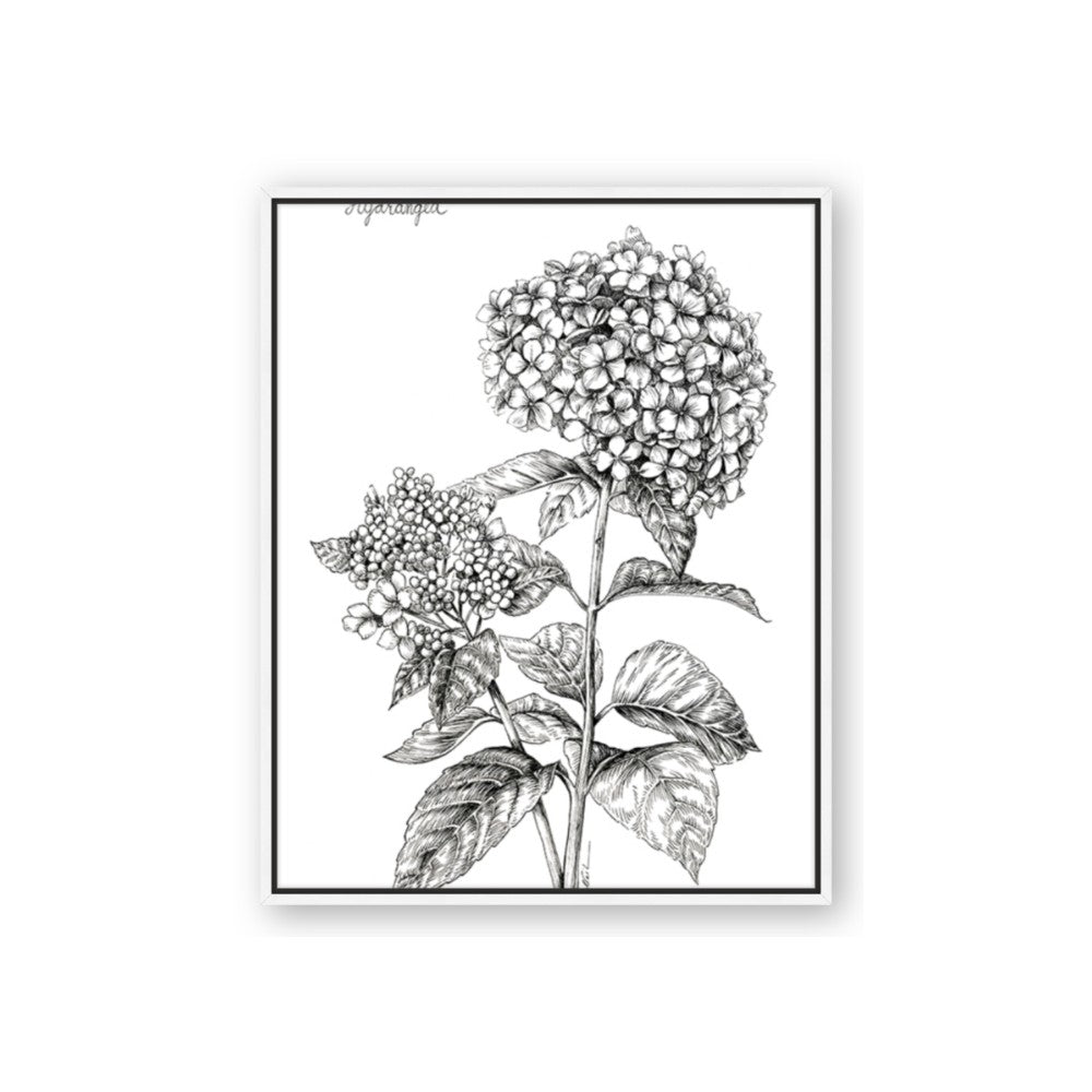 Hydrangea Sketch