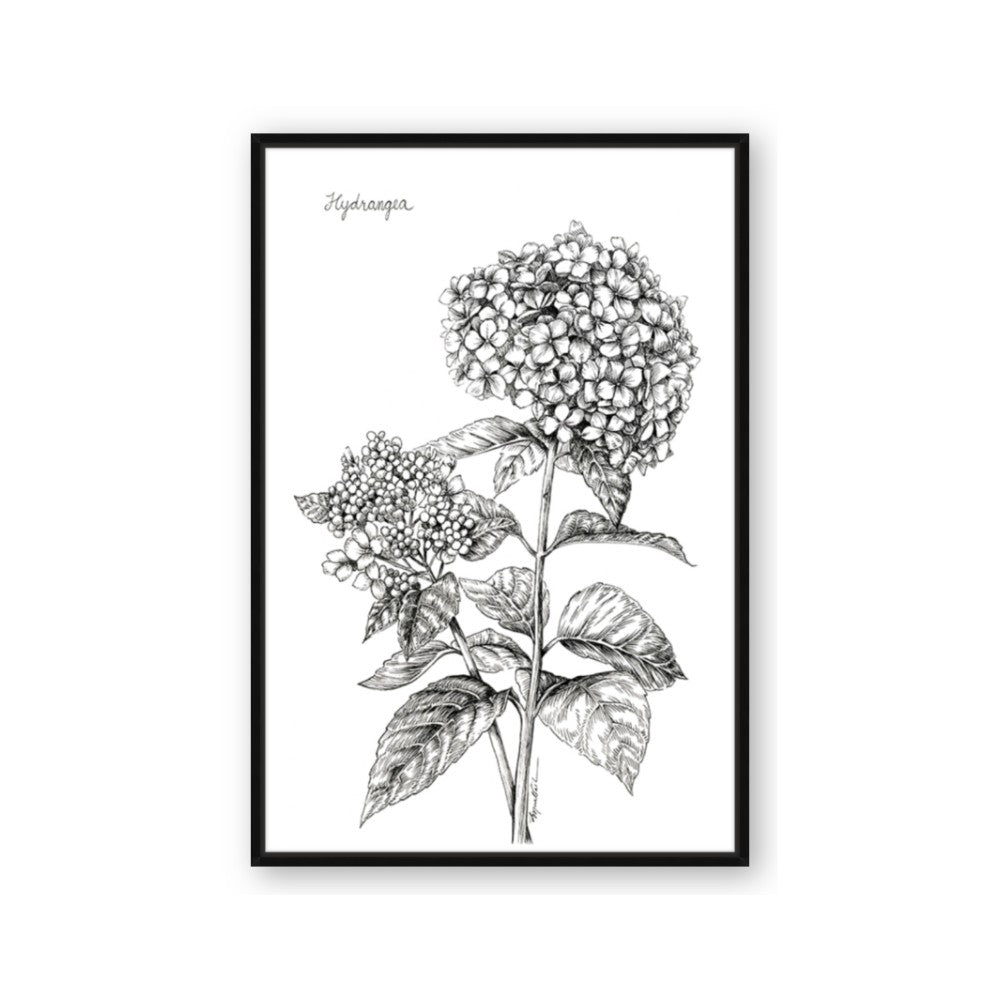 Hydrangea Sketch