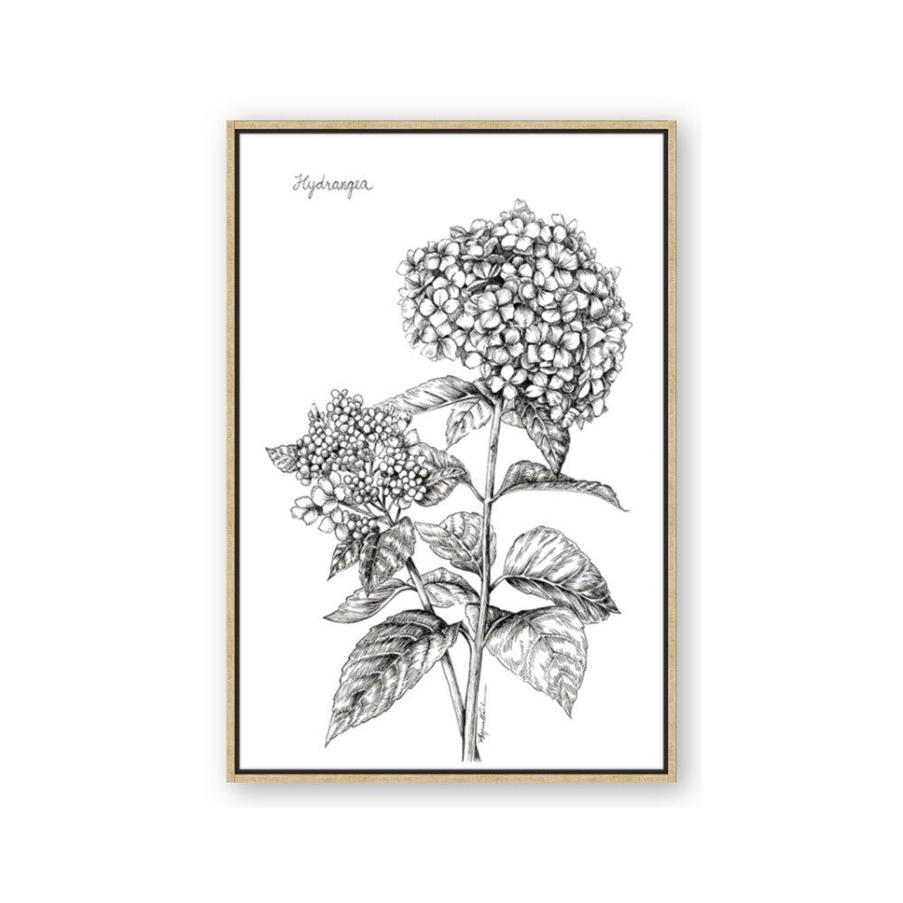 Hydrangea Sketch