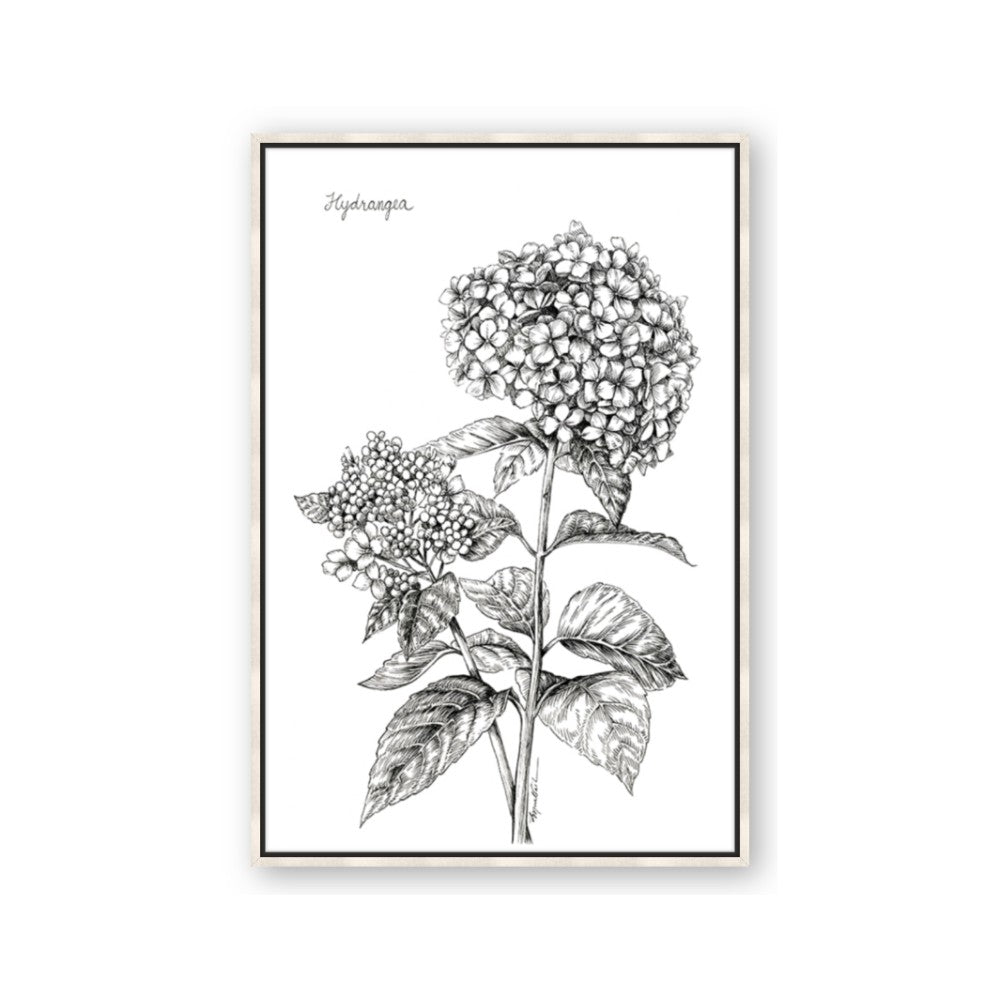 Hydrangea Sketch
