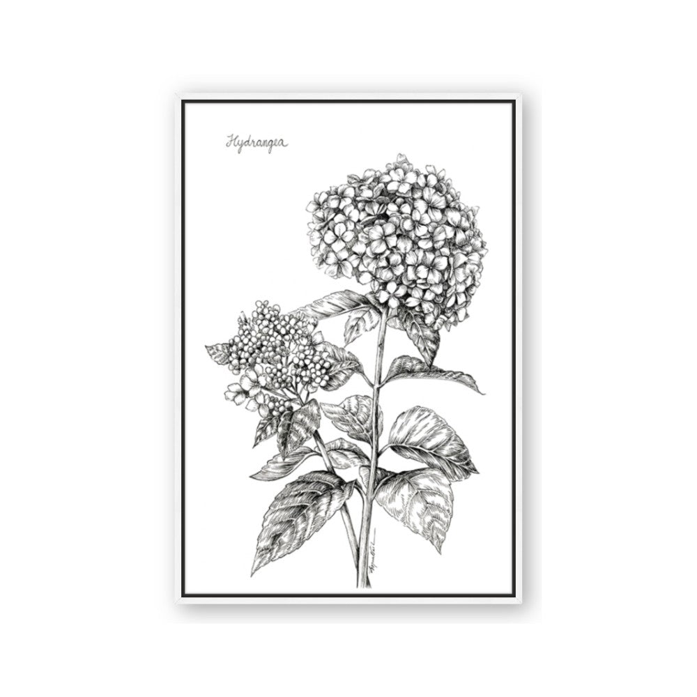 Hydrangea Sketch