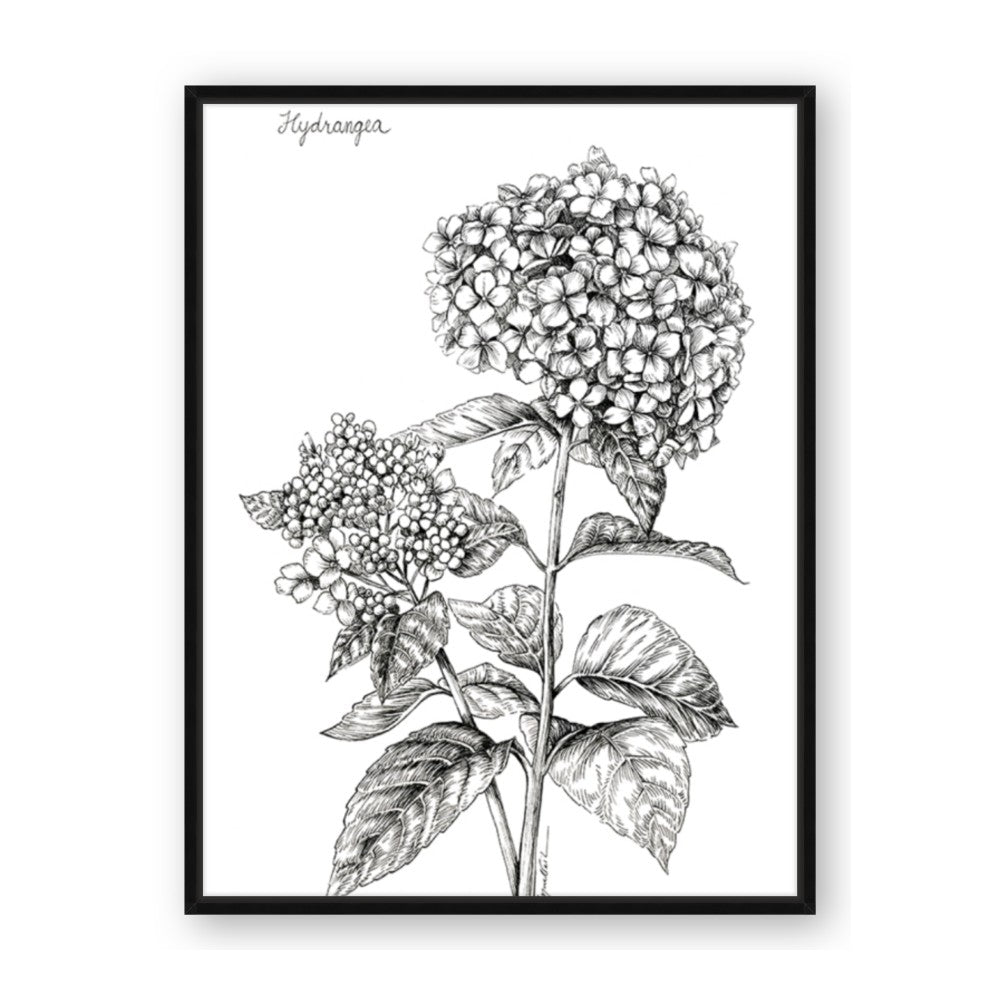 Hydrangea Sketch