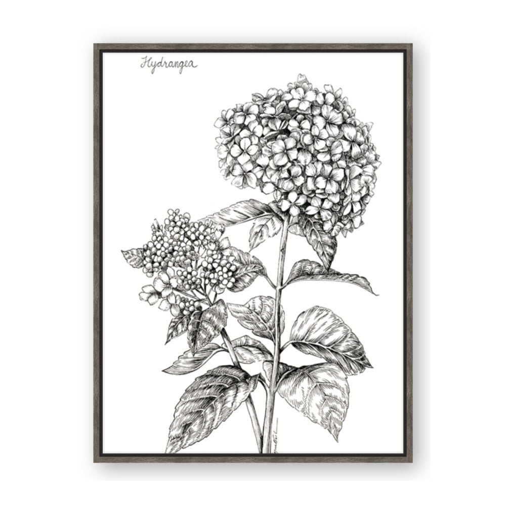 Hydrangea Sketch