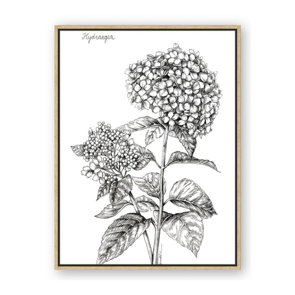 Hydrangea Sketch