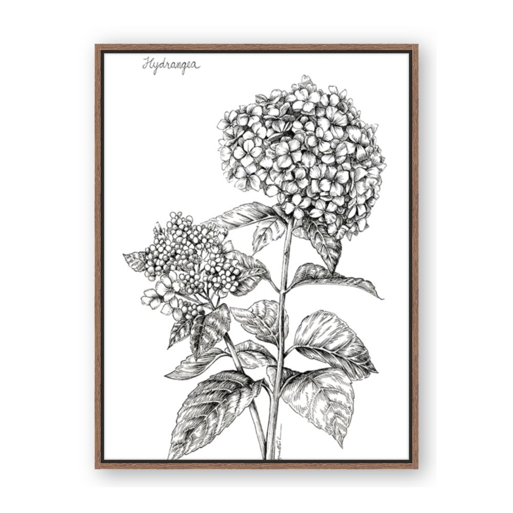 Hydrangea Sketch