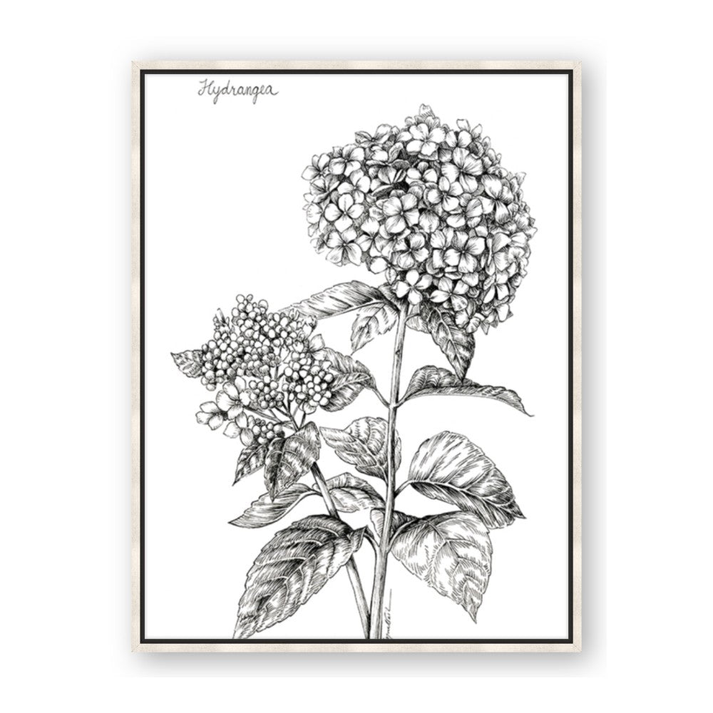 Hydrangea Sketch