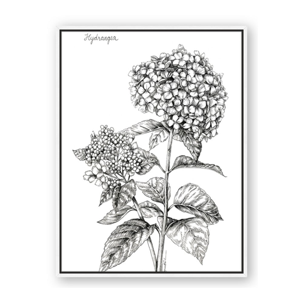 Hydrangea Sketch