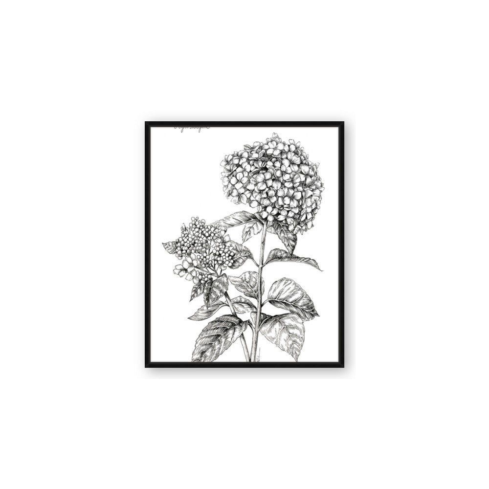 Hydrangea Sketch