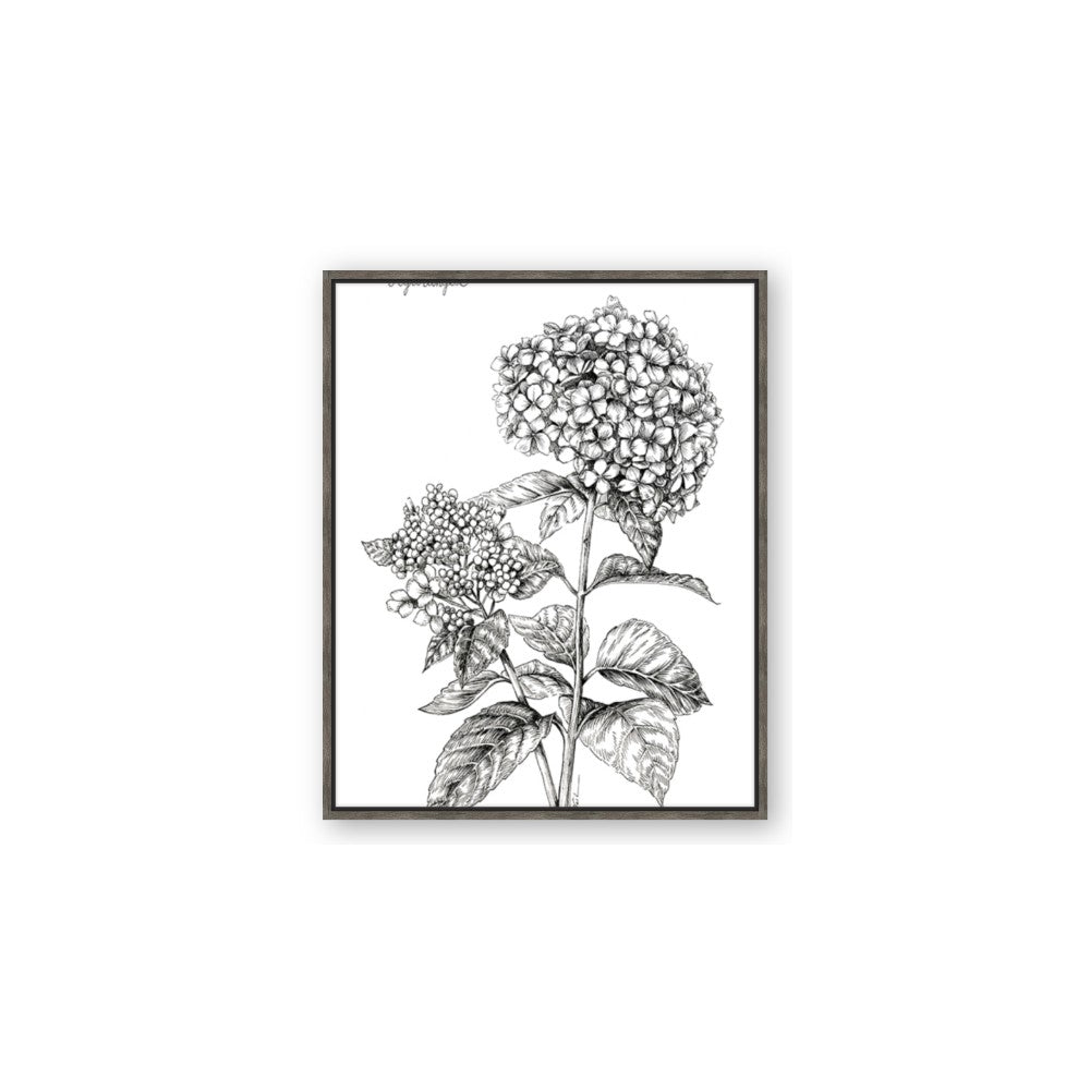 Hydrangea Sketch