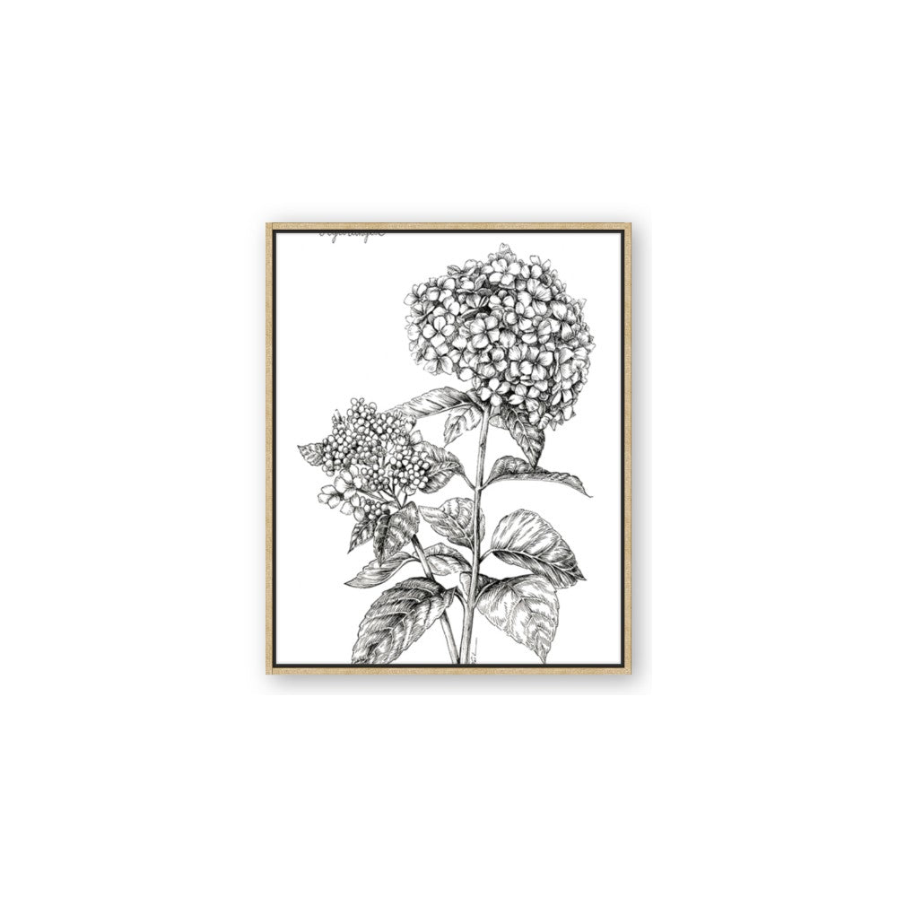 Hydrangea Sketch