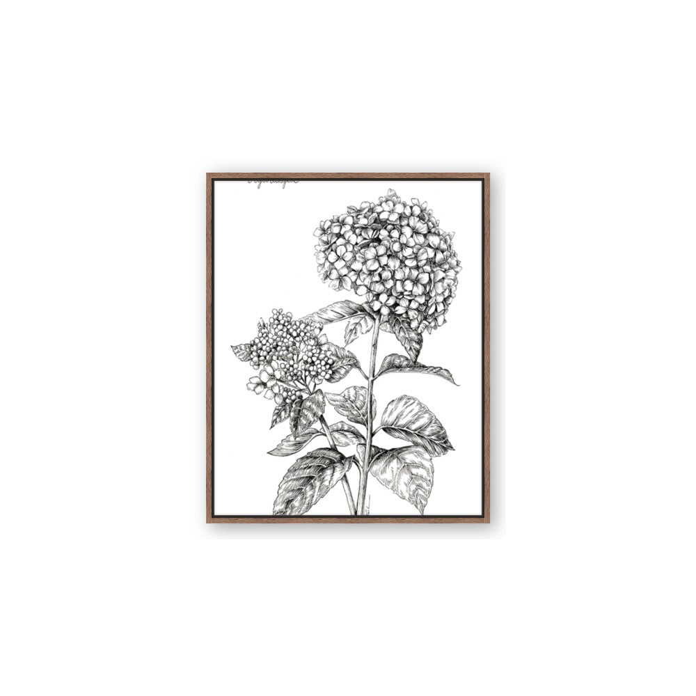 Hydrangea Sketch