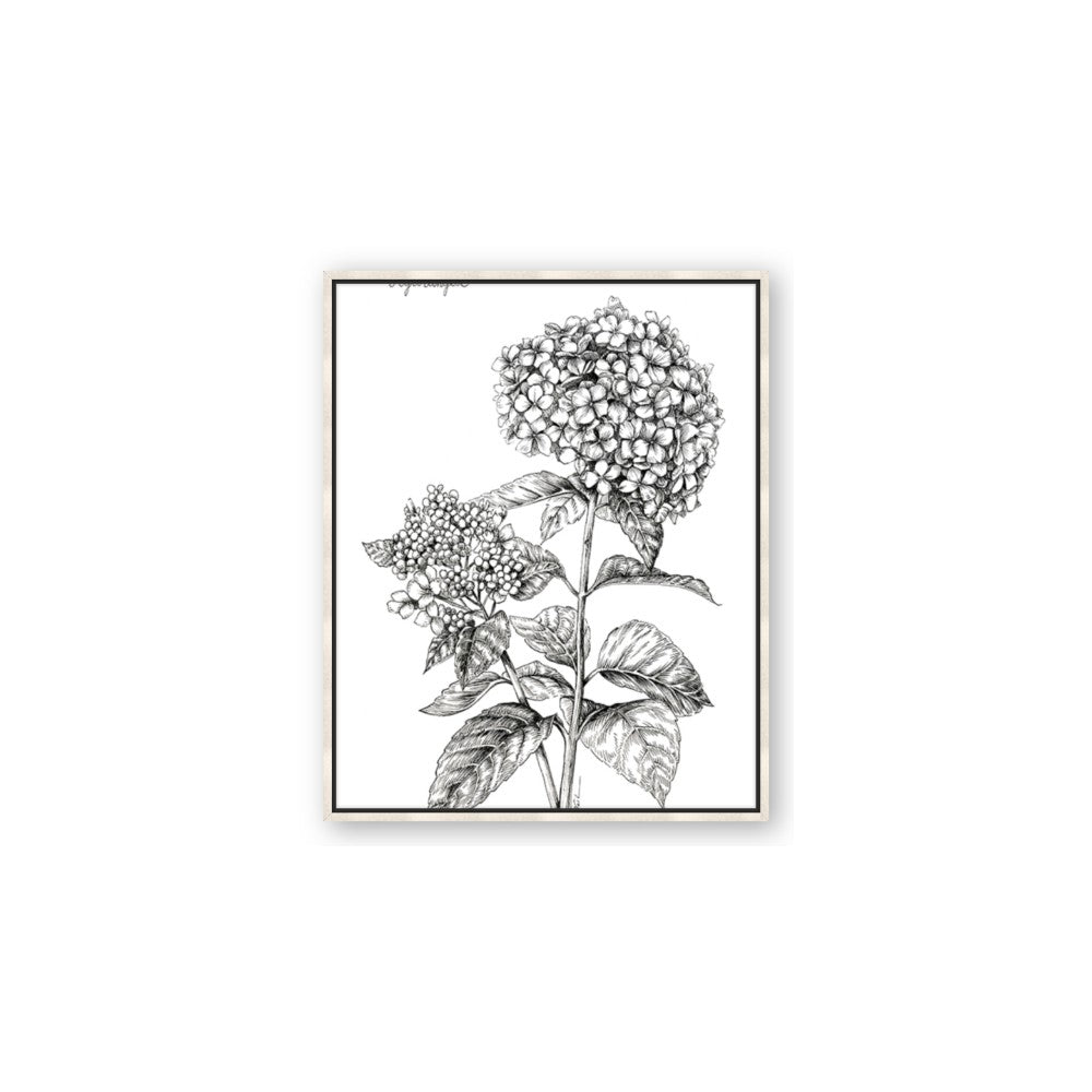 Hydrangea Sketch