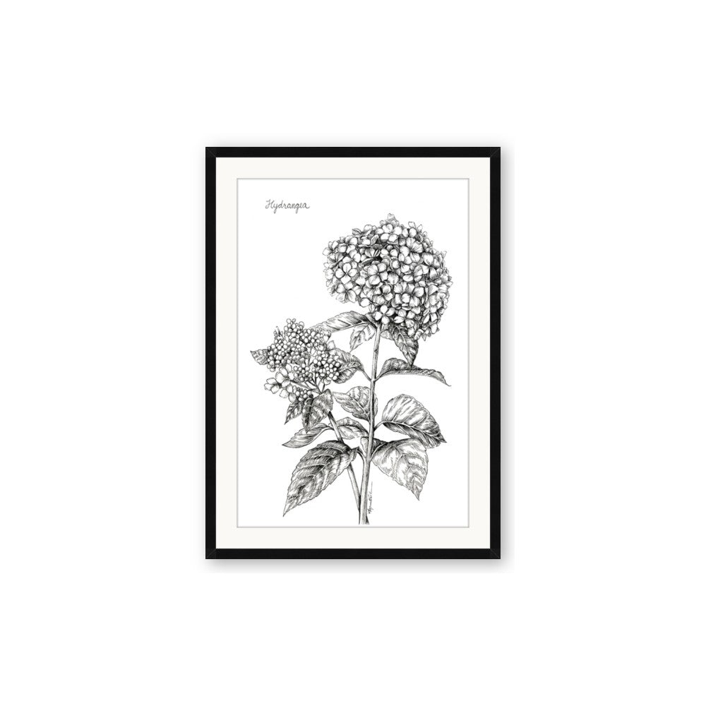 Hydrangea Sketch