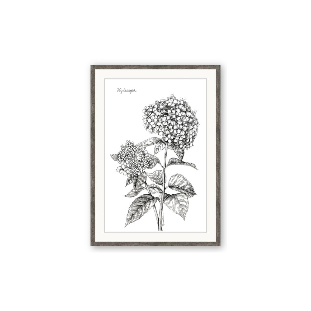 Hydrangea Sketch