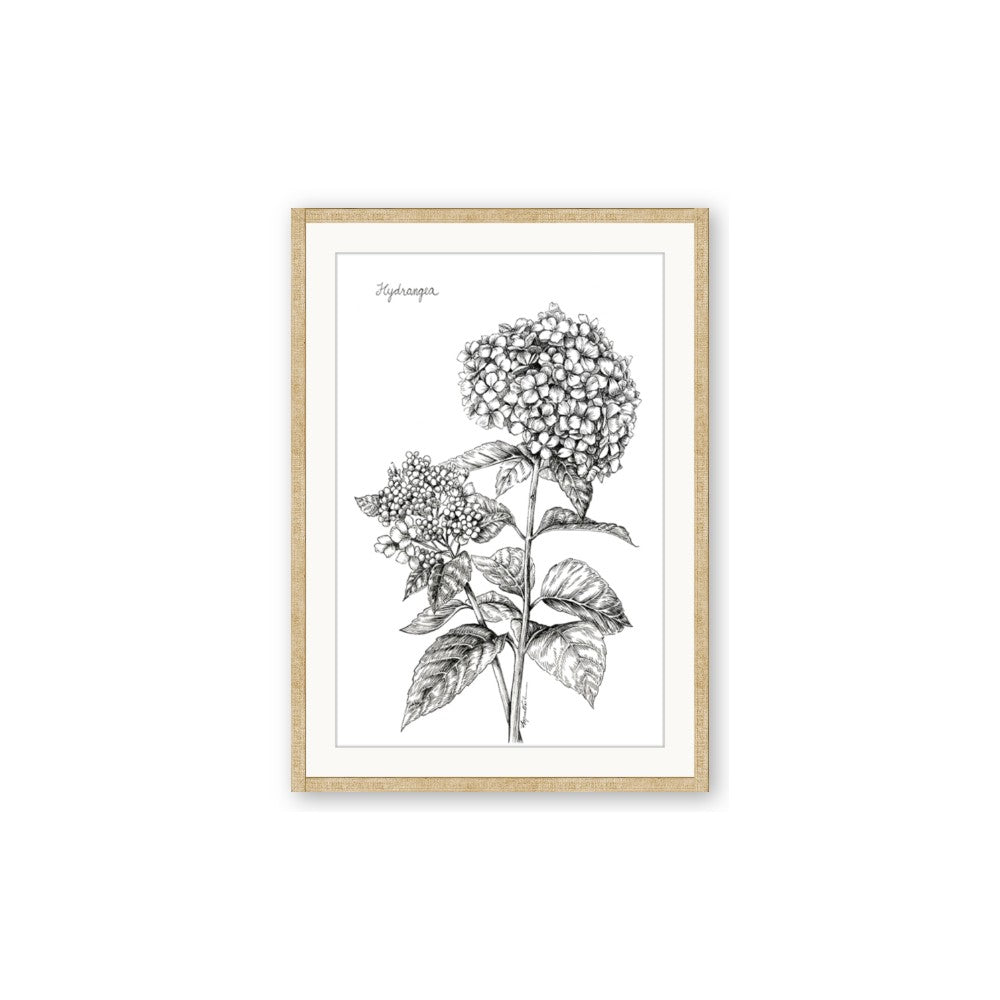 Hydrangea Sketch