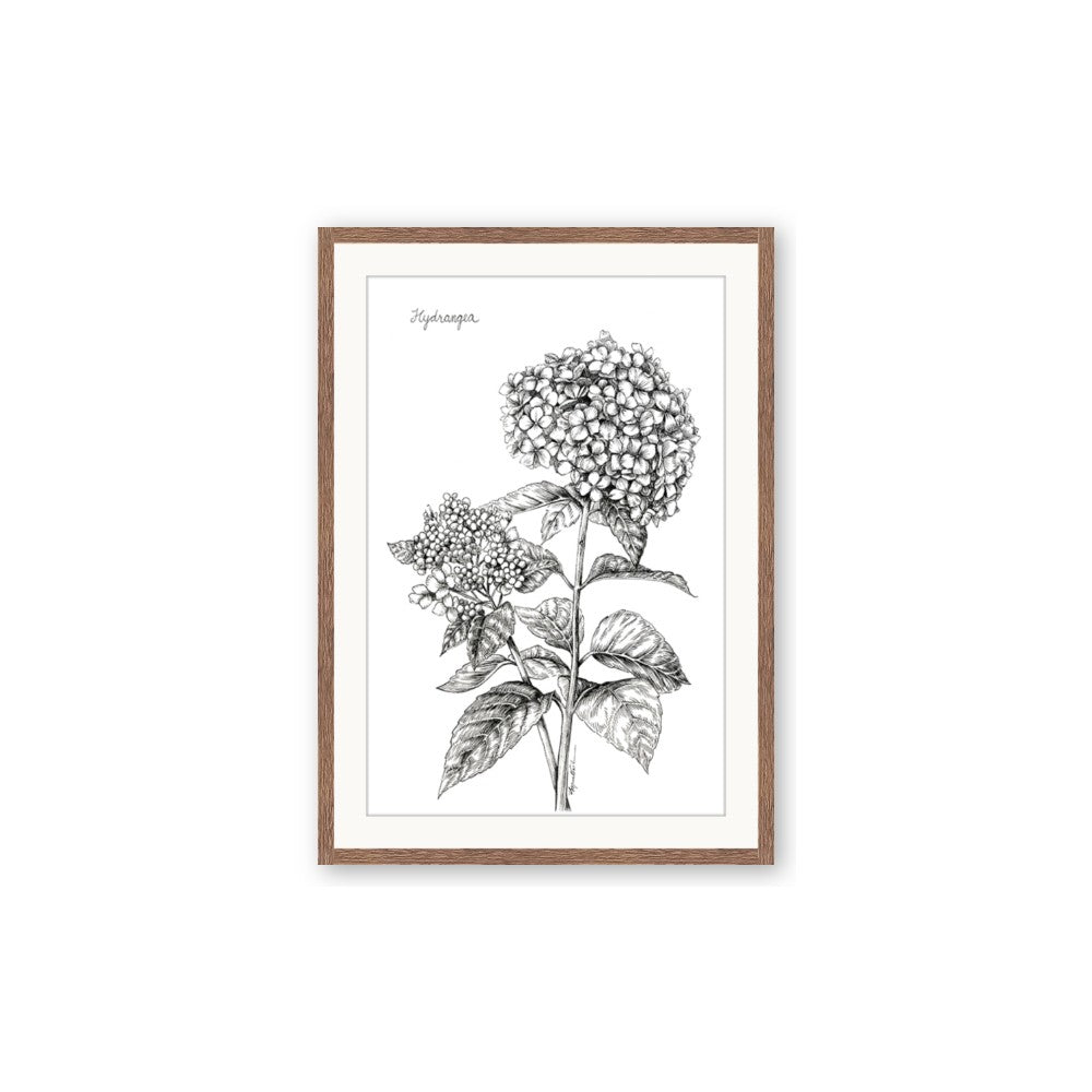 Hydrangea Sketch