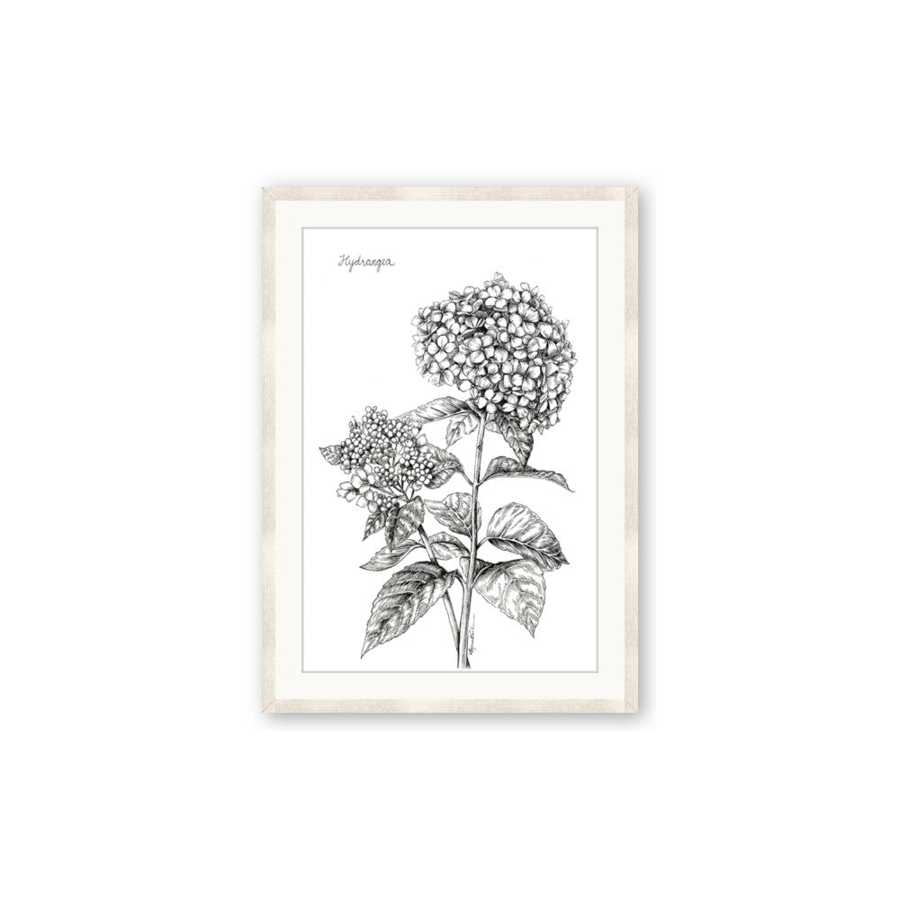Hydrangea Sketch