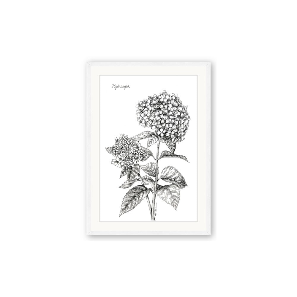 Hydrangea Sketch